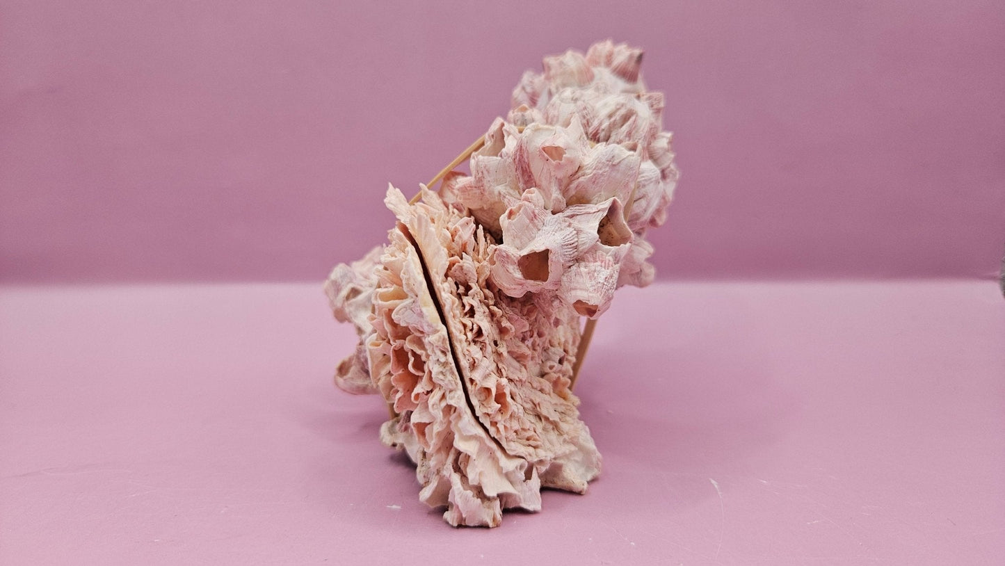 Barnacle with Yellow Jewel Box Shell – Gulf of Mexico (5"x3.5")