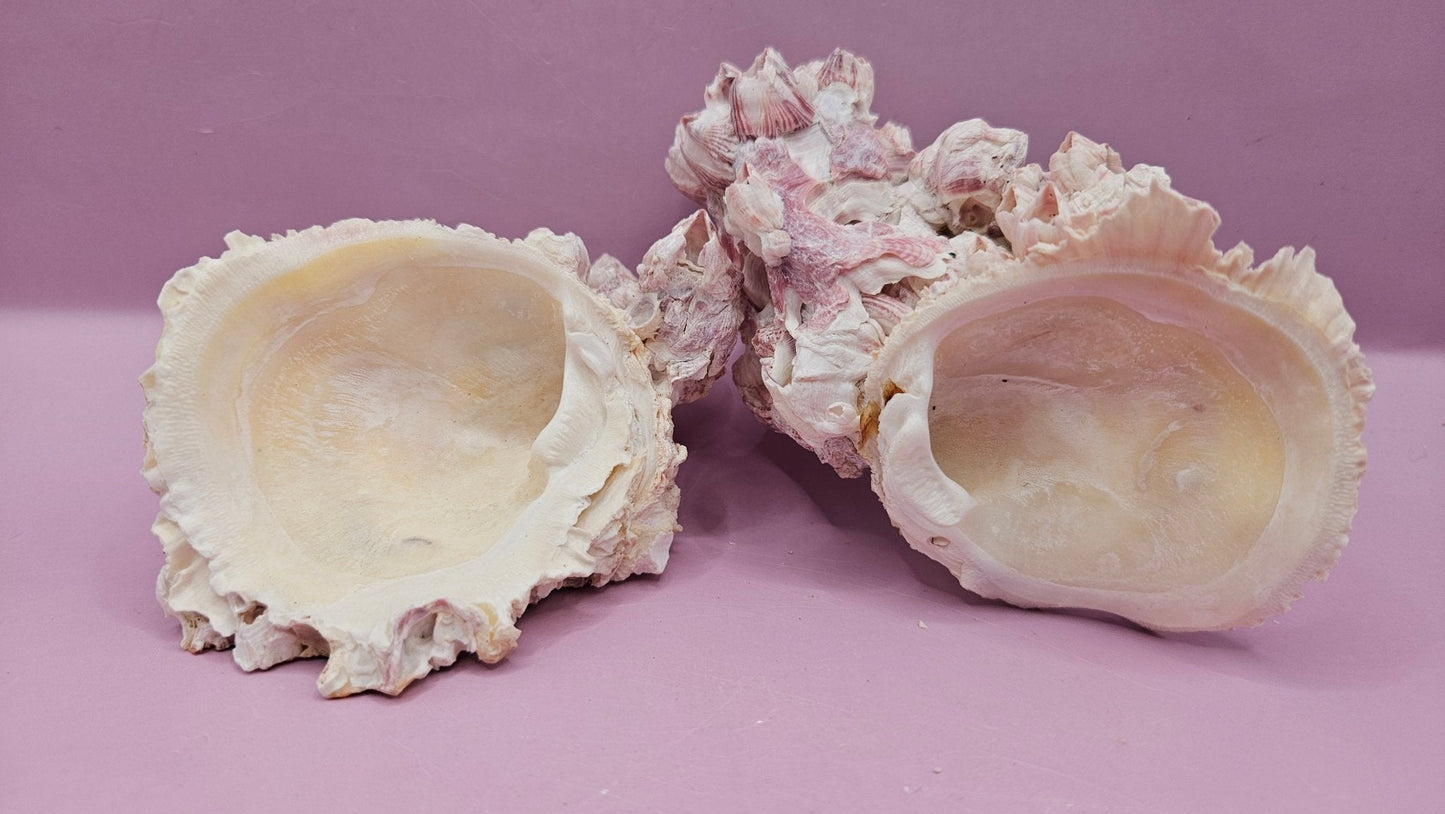 Barnacle with Yellow Jewel Box Shell – Gulf of Mexico (5"x3.5")