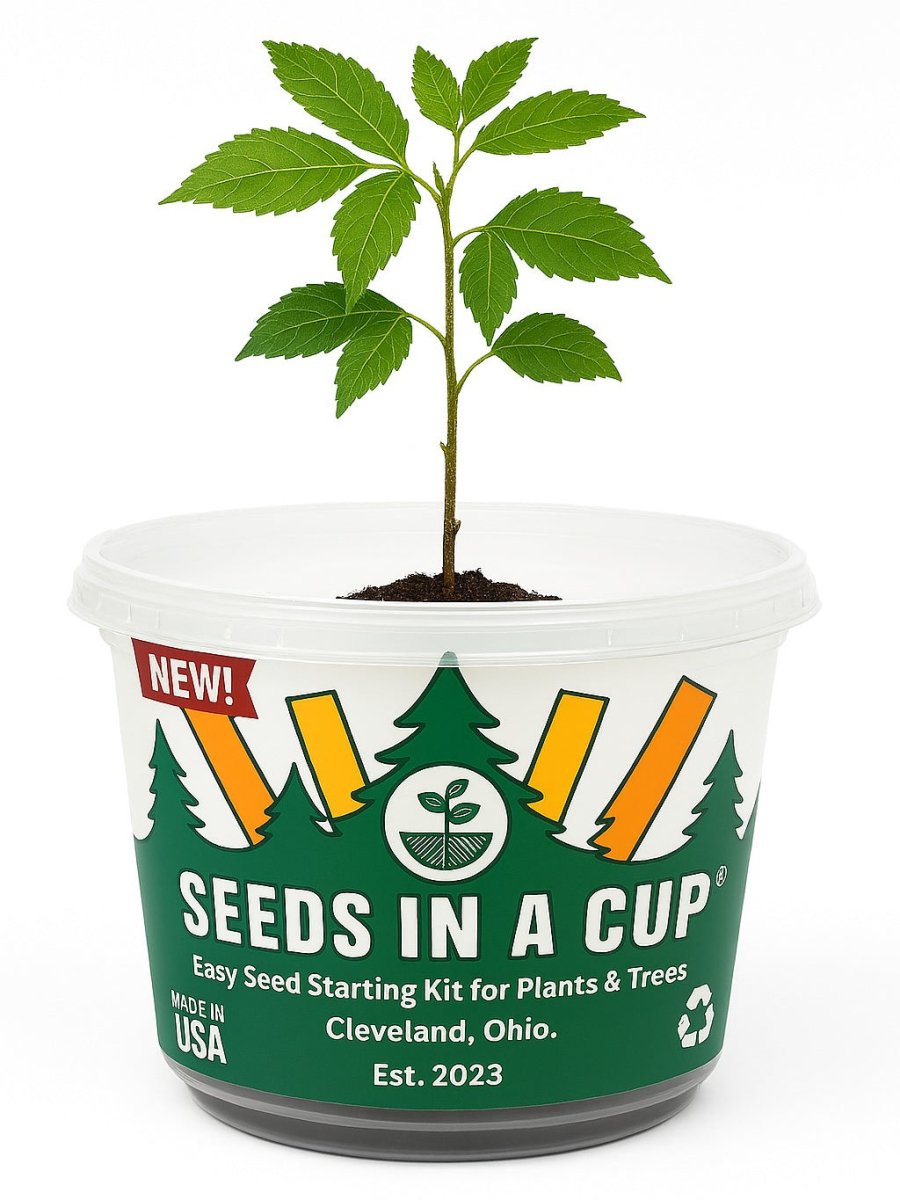 English Ivy Vine | Seed Starter Grow Kit | Seeds In A Cup®