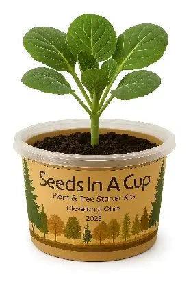 Tangerine Tree | Fruit Tree Seed Starter Grow Kit | Seeds In A Cup®