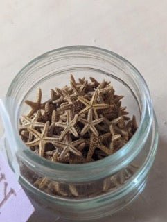 Bay Starfish
