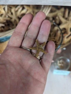 Bay Starfish