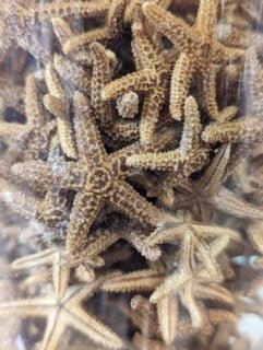 Bay Starfish