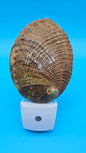 Green Abalone Shell LED Night Light – Premium Coastal Décor Accent