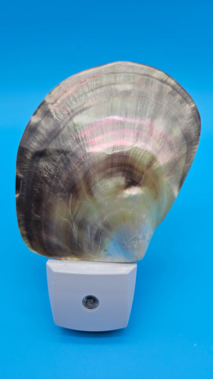 Black Lip Mother of Pearl Shell – Premium Coastal LED Night Light Décor