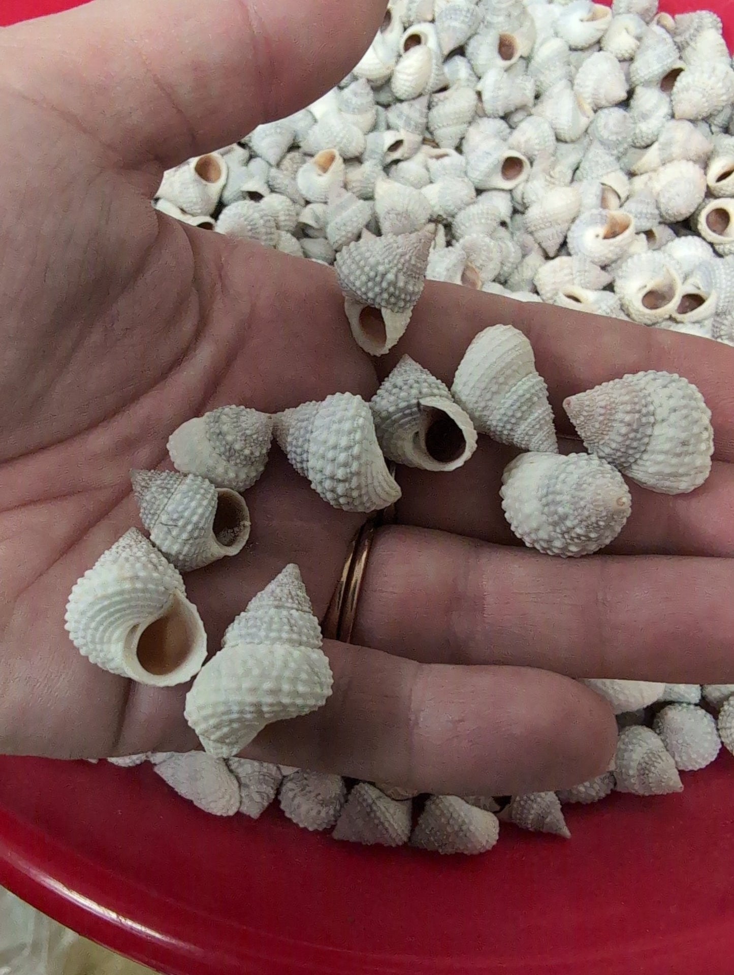 Beaded Periwinkle Shells (Cenchritis muricatus)