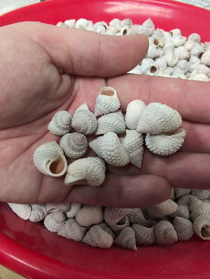 Beaded Periwinkle Shells (Cenchritis muricatus)