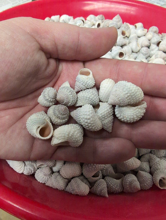 Beaded Periwinkle Shells (Cenchritis muricatus)