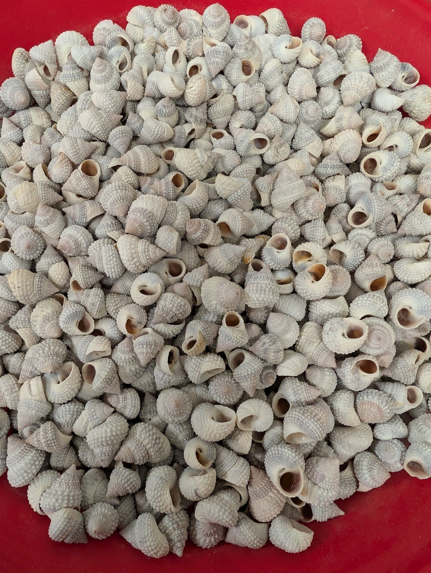 Beaded Periwinkle Shells (Cenchritis muricatus)