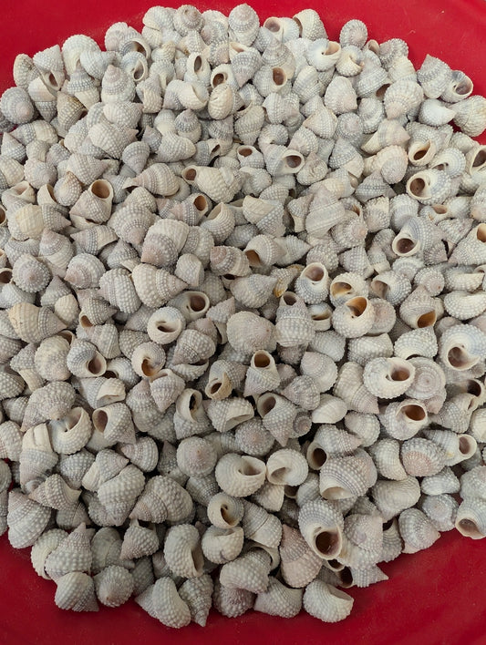 Beaded Periwinkle Shells (Cenchritis muricatus)
