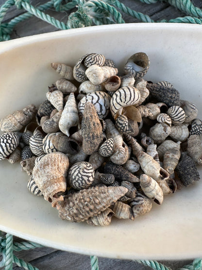 Teeny Tiny Natural Shell Mix