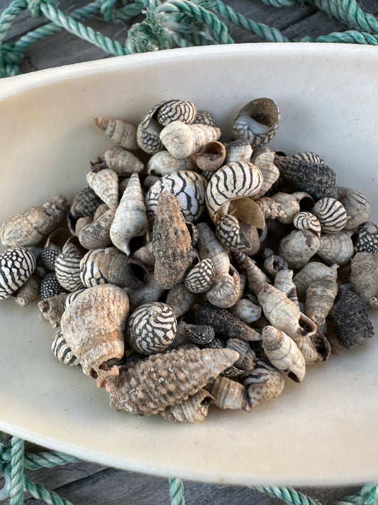 Teeny Tiny Natural Shell Mix