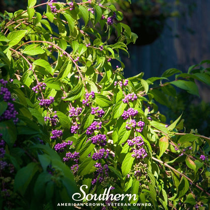 American Beautyberry – 30 Seeds