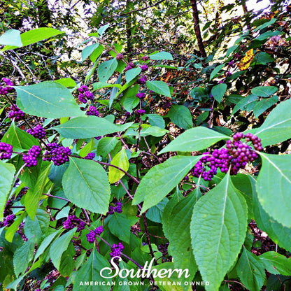 American Beautyberry – 30 Seeds