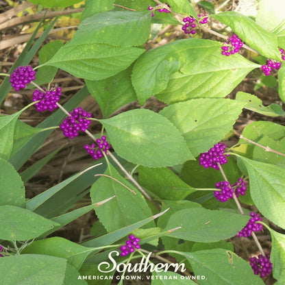American Beautyberry – 30 Seeds