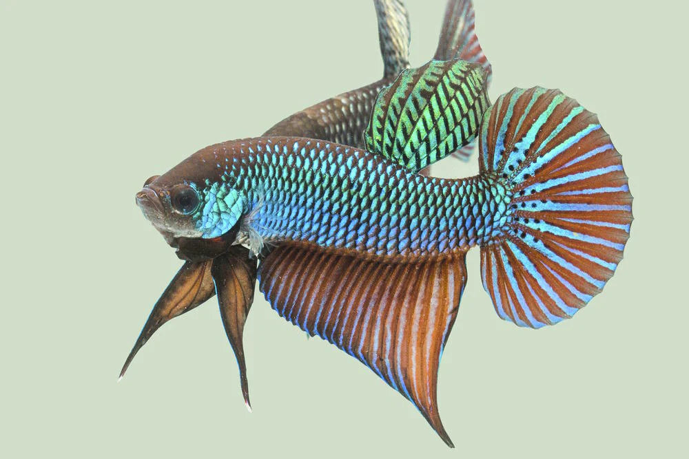Wild bettas Type (Male)