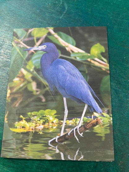 Birds of Texas Coast Note Cards