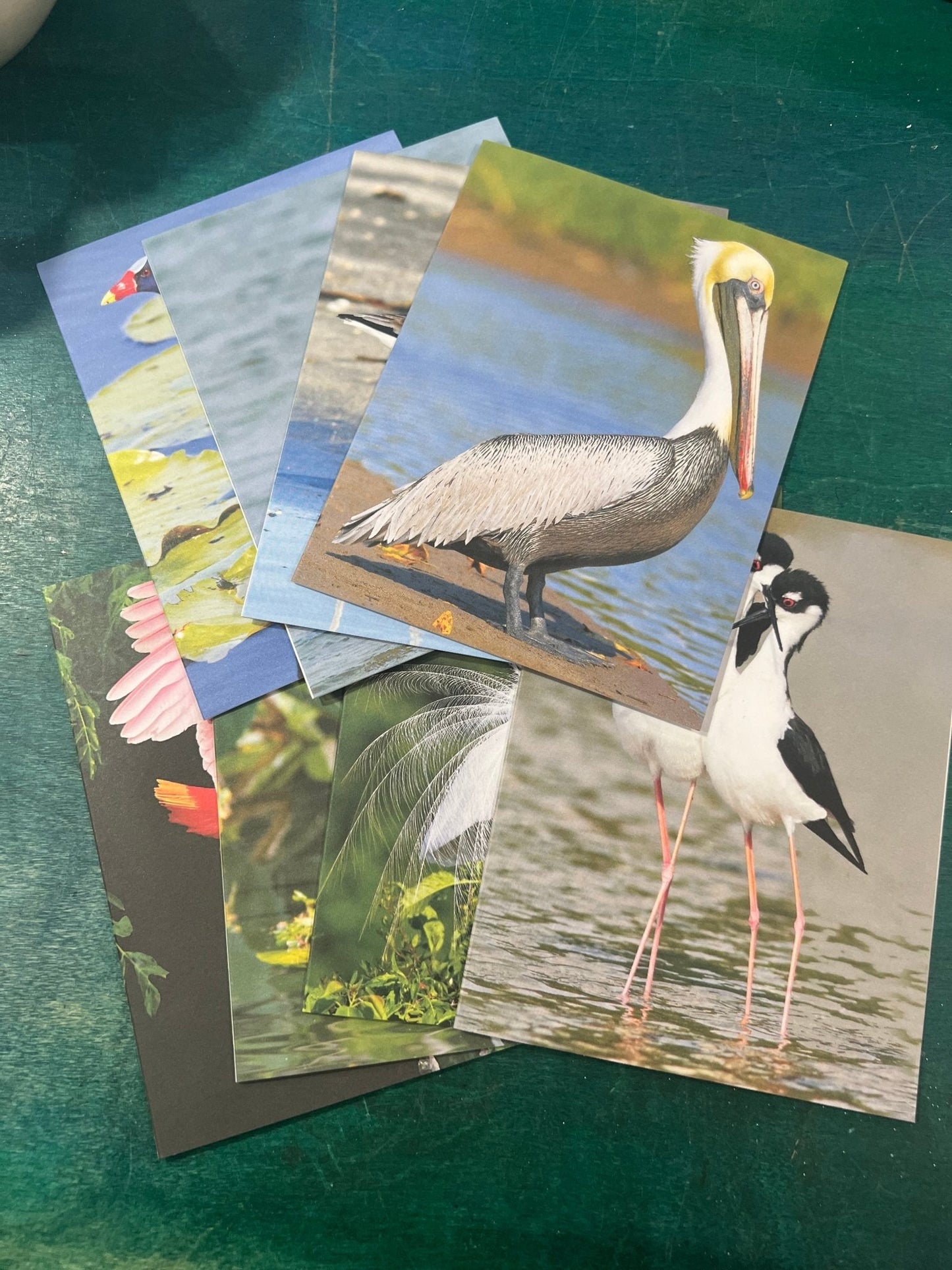 Birds of Texas Coast Note Cards