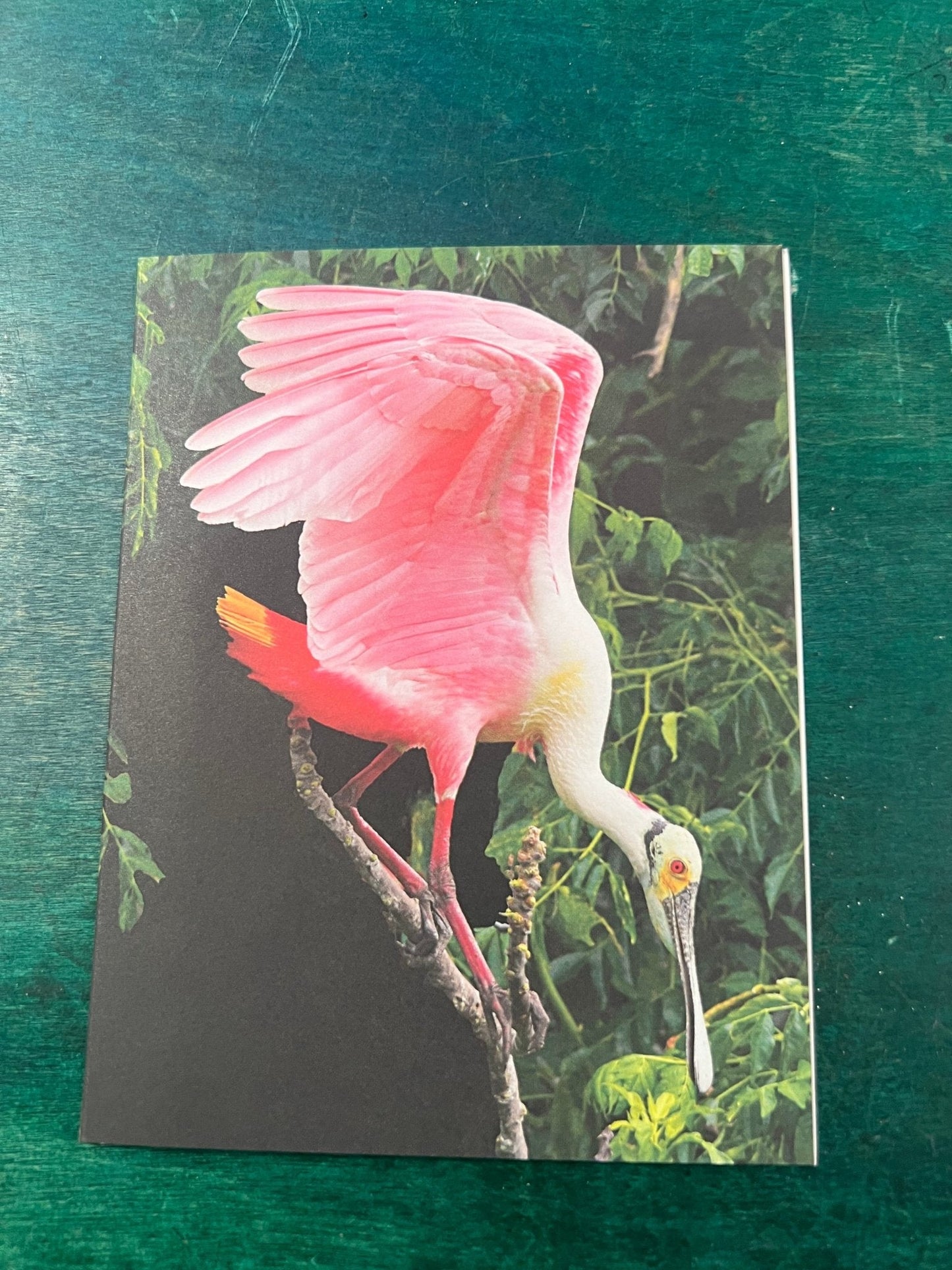 Birds of Texas Coast Note Cards