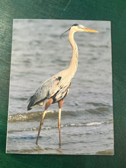Birds of Texas Coast Note Cards