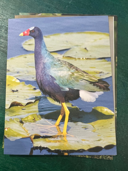 Birds of Texas Coast Note Cards