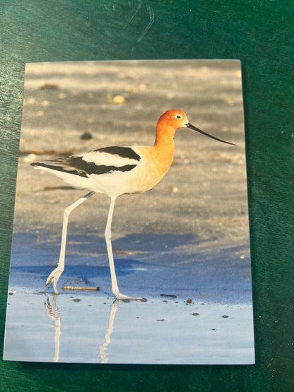Birds of Texas Coast Note Cards