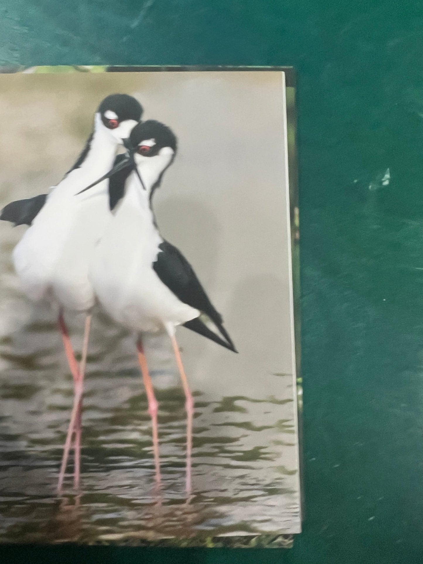 Birds of Texas Coast Note Cards