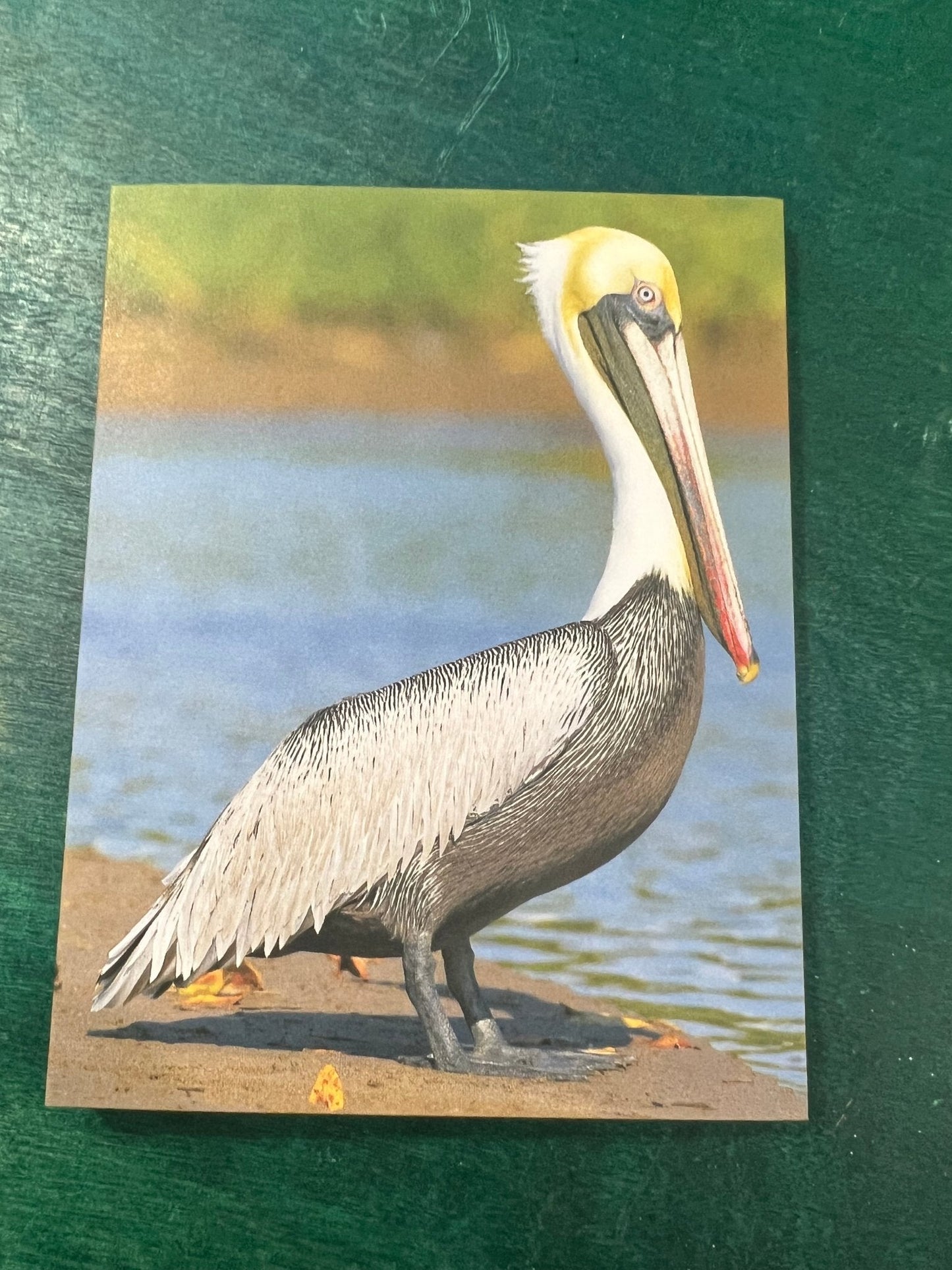 Birds of Texas Coast Note Cards