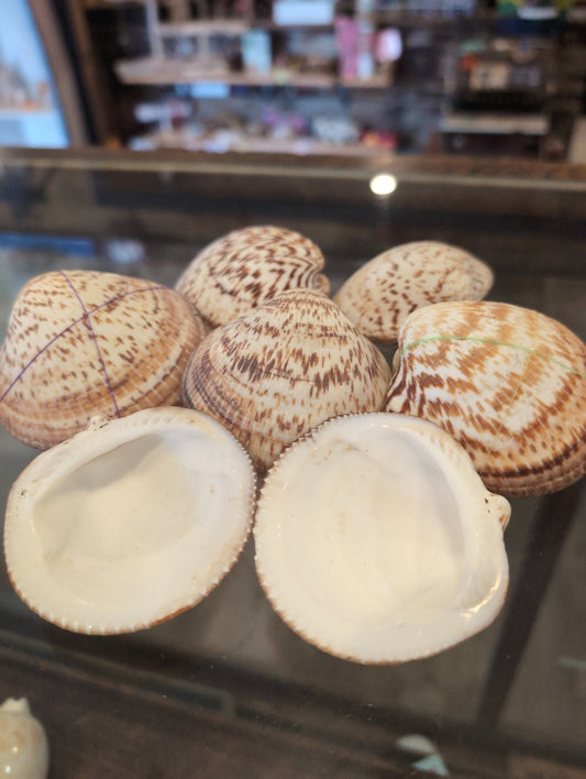 Bittersweet Clams Glycymeris- Gulf Shells