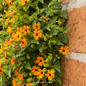 Black Eyed Susan Vine Mix – 50 Seeds