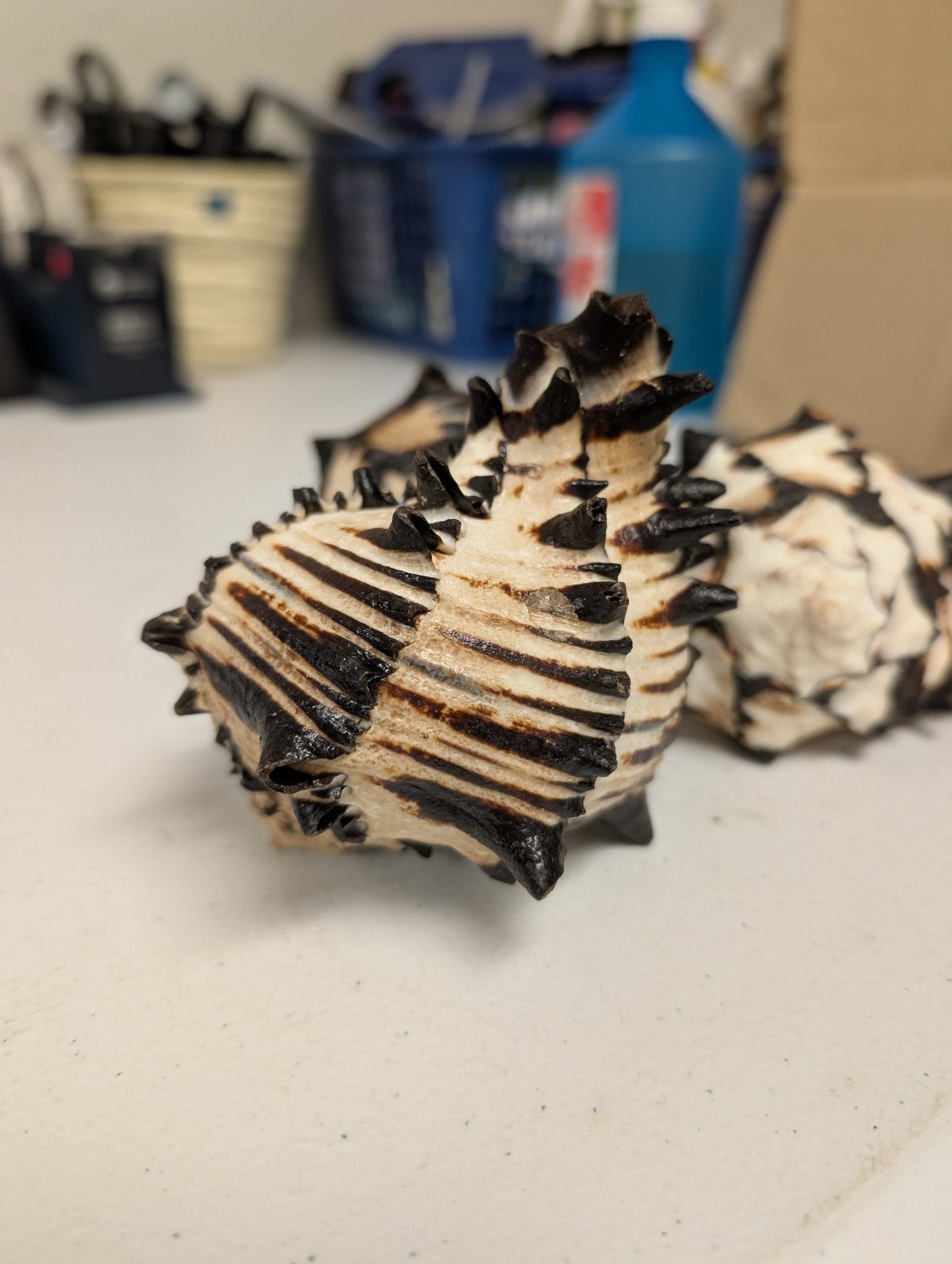 Black & White Murex Shell-  MUREX NIGRITUS