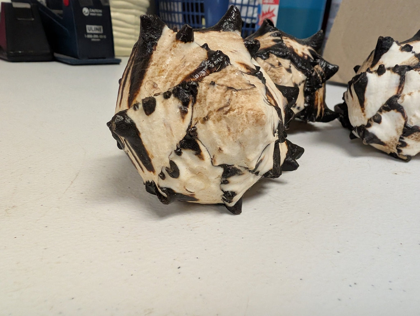 Black & White Murex Shell-  MUREX NIGRITUS