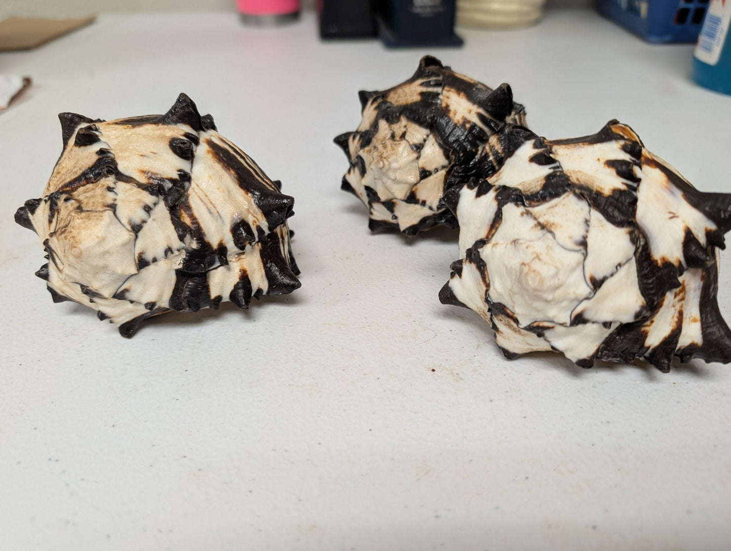 Black & White Murex Shell-  MUREX NIGRITUS