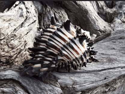 Black & White Murex Shell-  MUREX NIGRITUS
