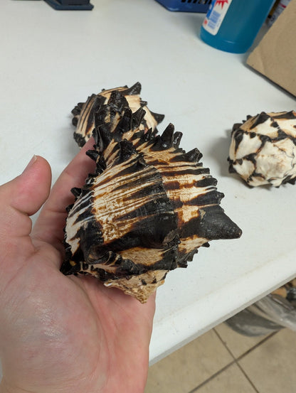 Black & White Murex Shell-  MUREX NIGRITUS