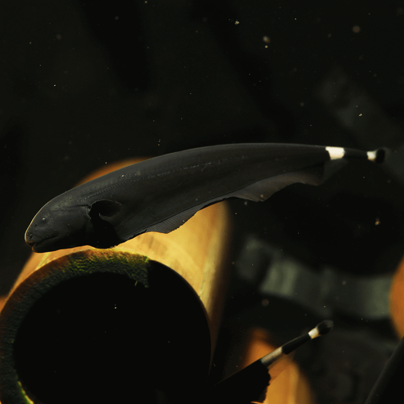 Black Ghost Knifefish