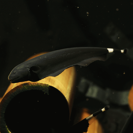 Black Ghost Knifefish