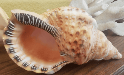 Blonde Caribbean Triton Trumpet Conch Shell (CHARONIA VARIEGATA) Golden Variety