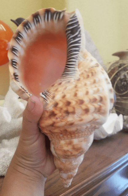 Blonde Caribbean Triton Trumpet Conch Shell (CHARONIA VARIEGATA) Golden Variety