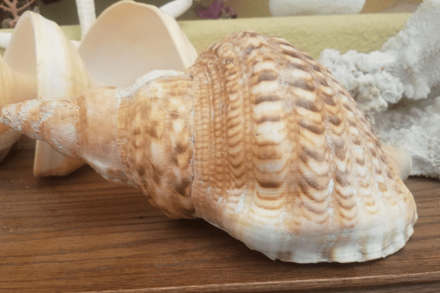 Blonde Caribbean Triton Trumpet Conch Shell (CHARONIA VARIEGATA) Golden Variety