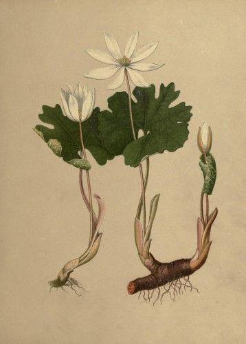 Bloodroot (Sanguinaria canadensis) - Witching Roots