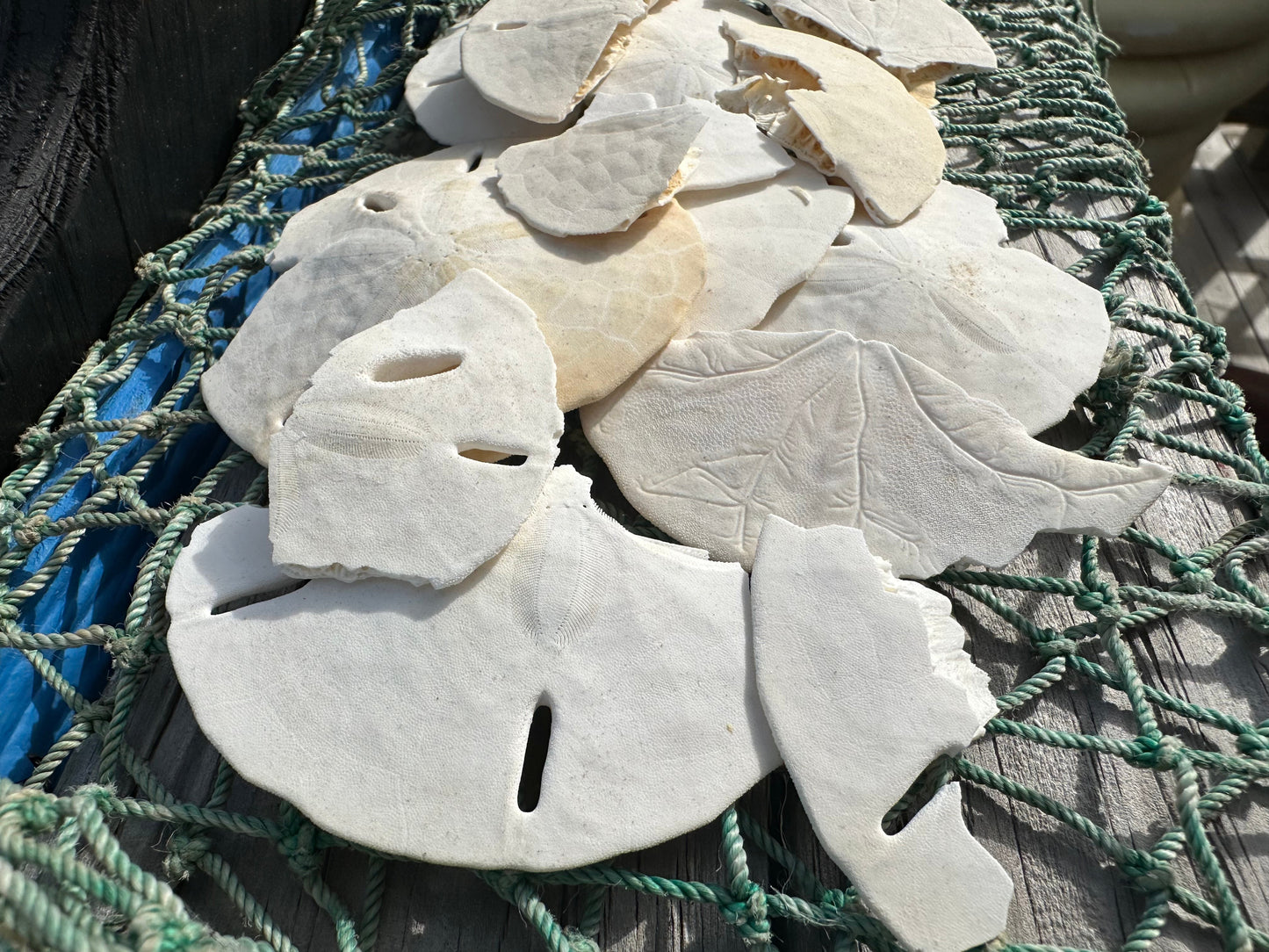 Broken Loose White Sand Dollar- Crafting & Hermit Crab Food