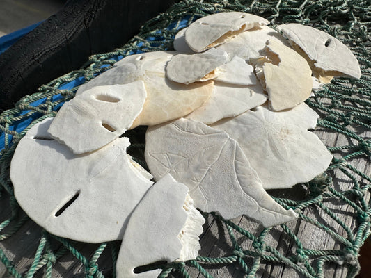 Broken Loose White Sand Dollar- Crafting & Hermit Crab Food