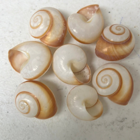 Brown and White Obba