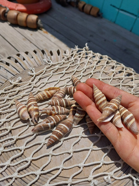 Brown Mitra Miter Shell Vexiillum Subdivisum