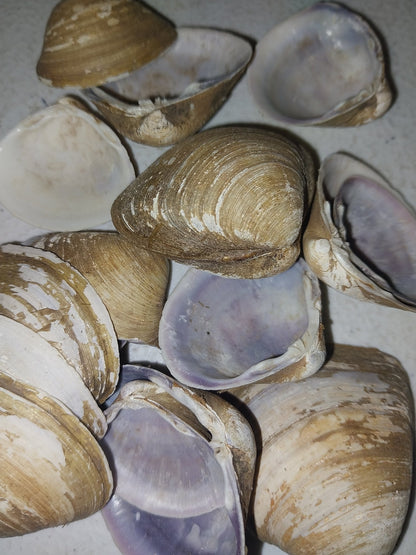 Brown & Purple Clam Shells