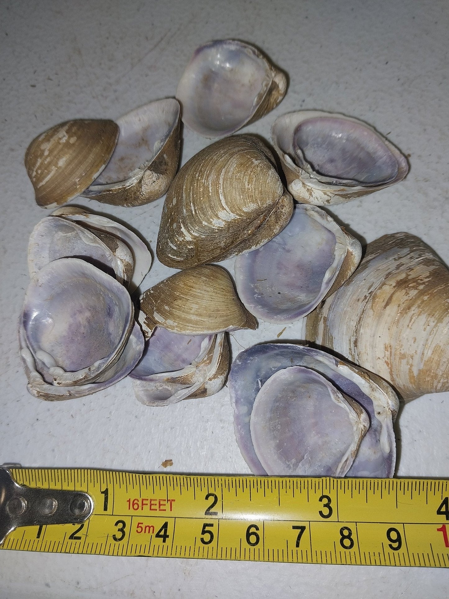 Brown & Purple Clam Shells