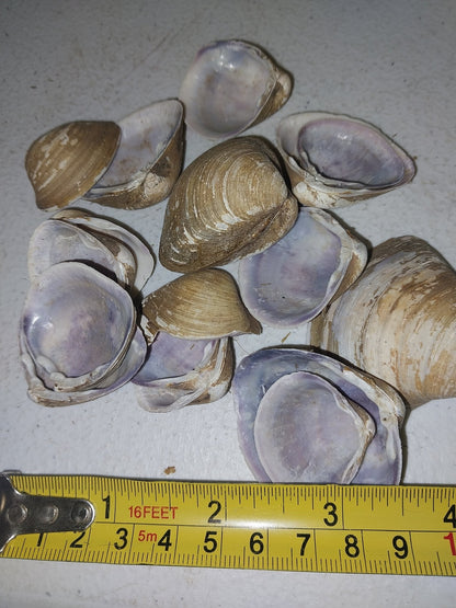 Brown & Purple Clam Shells