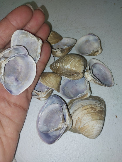 Brown & Purple Clam Shells