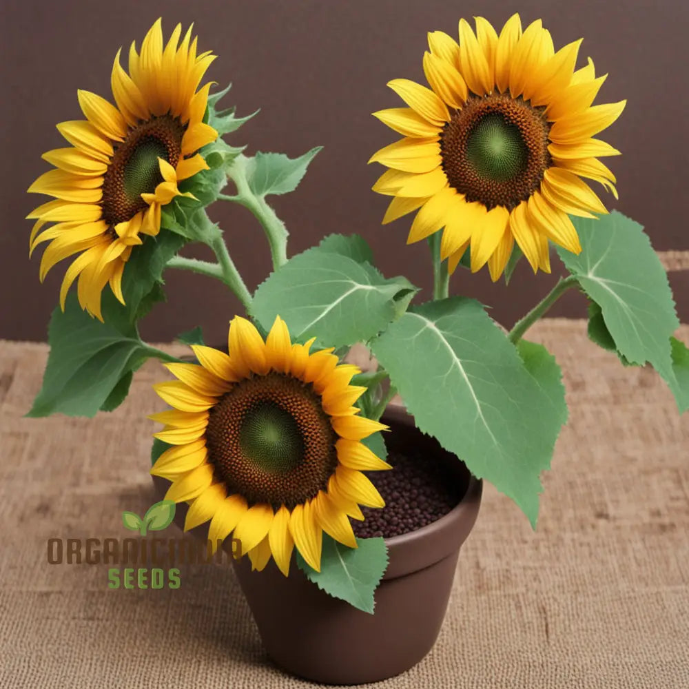 Brown Sunflower Seeds for Planting, Blooming Beauty